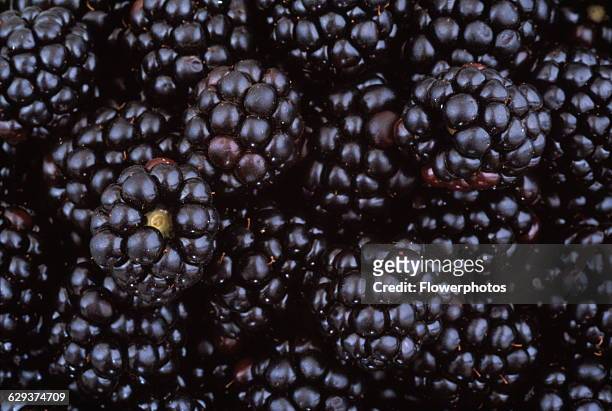 Blackberry, Rubus fruticosus.