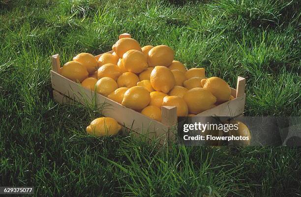 Lemon, Citrus limon.