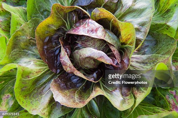 Chicory, Cichorium intybus 'Variegata di Choggia', Overhead view of Italian chicory, with its maroon streaked green leaves and the red radicchio head...