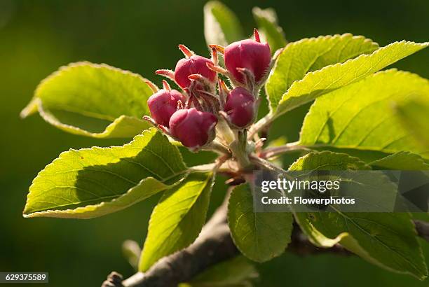 Pear, European pear, Pyrus communis 'Robin' sprig of unopened blossom buds with leaves. Backlit close view.