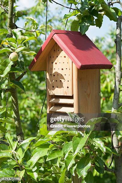 Apple, Malus domestica, Wooden insect shelter.