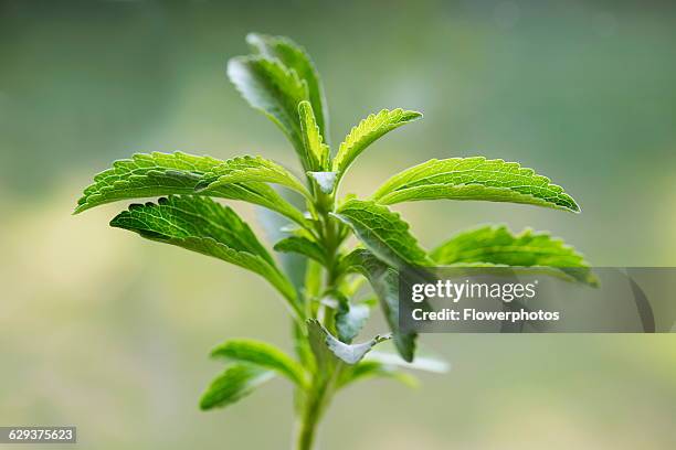 Sweet leaf, Stevia rebaudiana, a natural sweetener. Close up showing serrated leaves.