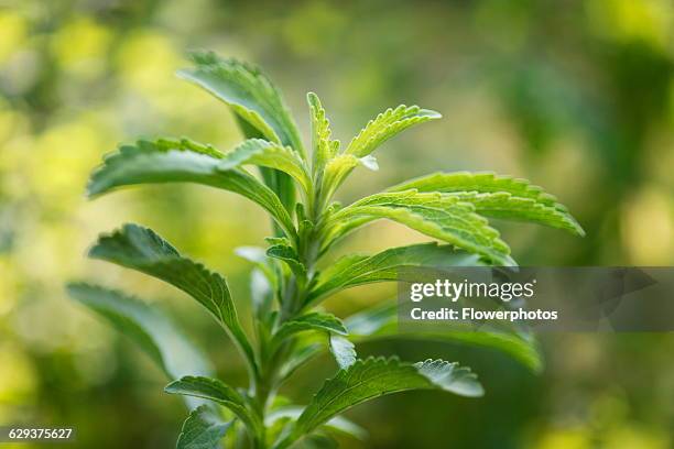 Sweet leaf, Stevia rebaudiana, a natural sweetener. Close up showing serrated leaves.