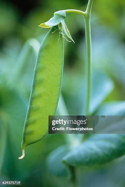 Mangetout, Pisum sativum.