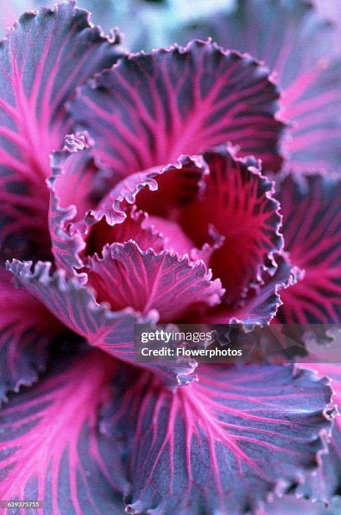 Savoy Cabbage.