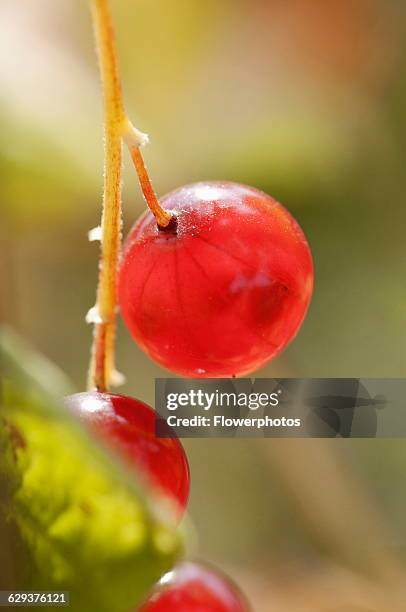 Redcurrant, Ribes rubrum cultivar.