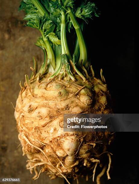 Celeriac, Apium graveolens rapaceum.