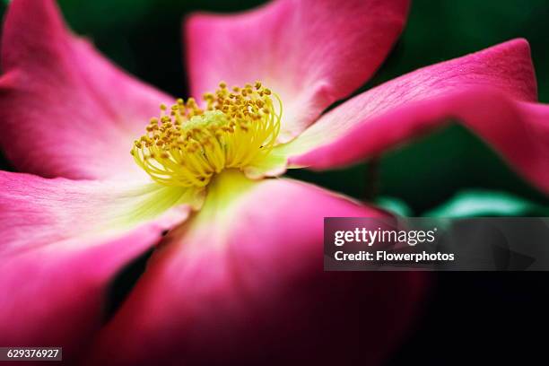Rose / Wild rose / Dog rose, Rosa 'Summer breeze'.