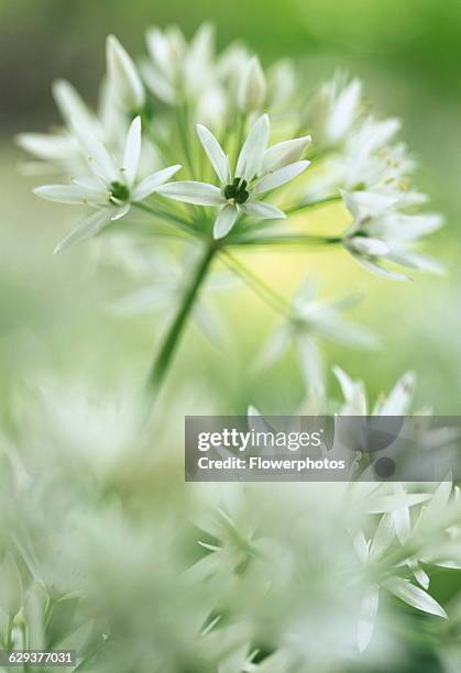 Wild garlic / Ramson, Allium ursinum.