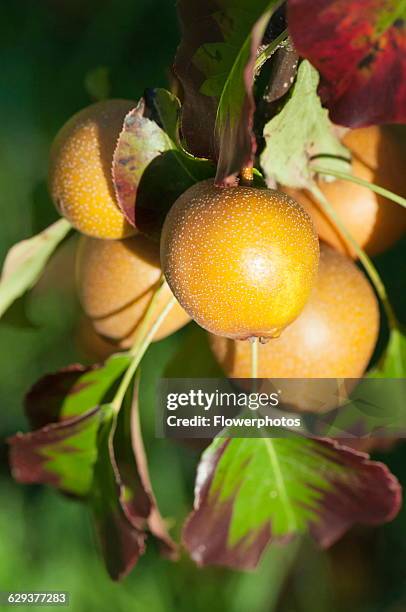 Pear, Nashi Pear, Pyrus pyrifolia, Close view of the golden rounded fruits growing on the tree.