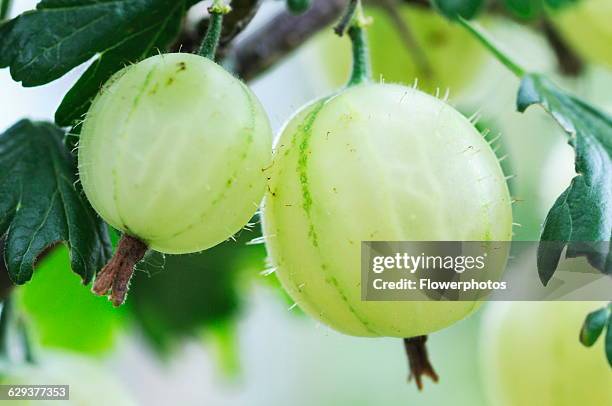 Gooseberry Ribes 107 Uva Crispa Stock Photos, High-Res Pictures, and Images - Getty Images