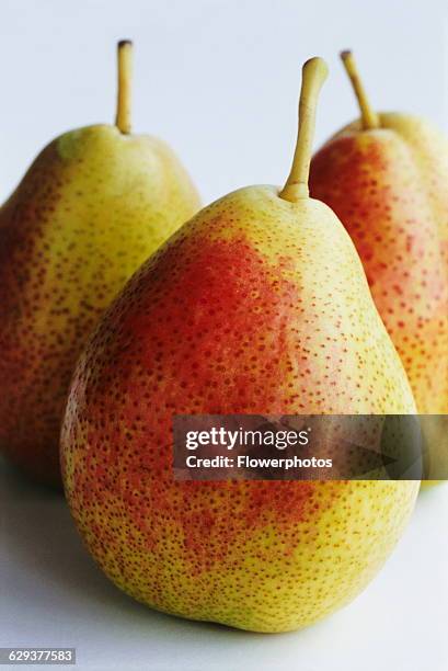 Pear, Pyrus communis 'Forelle blush'.