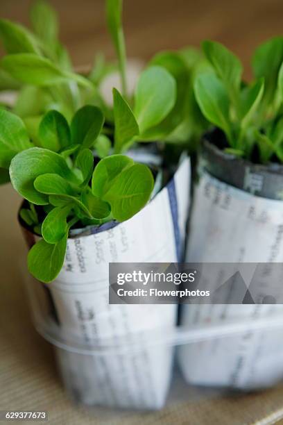 Lettuce, Lactuca sativa.