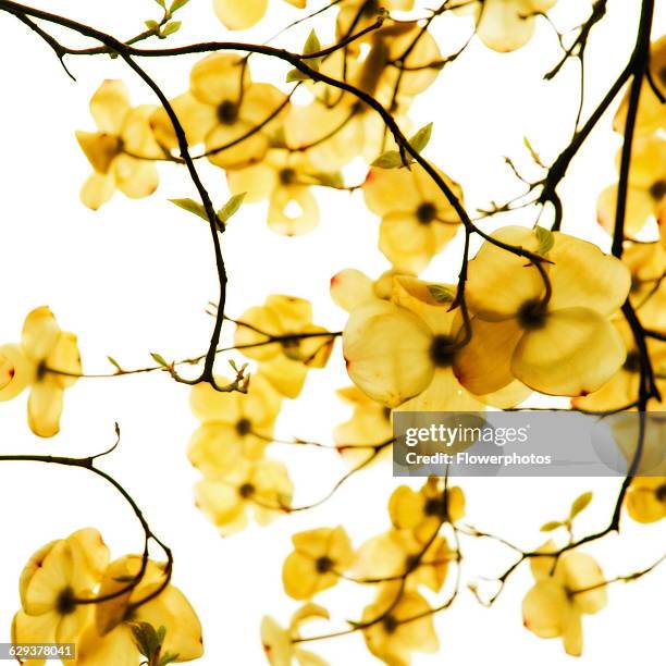 Dogwood, Cornus, variety not identified.