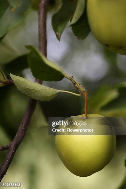 Apple, Malus domestica cultivar. Apples growing on a tree.