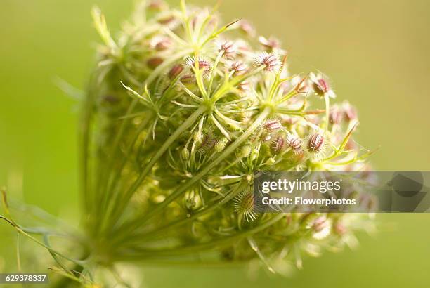 Wild carrot, Daucus carota.