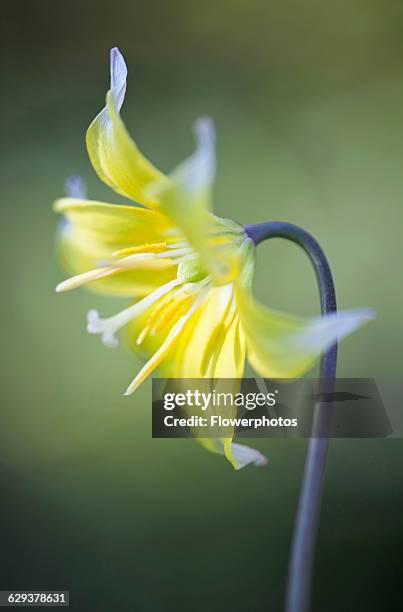 Dog's tooth violet, Erythronium 'Pagoda'.