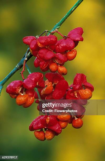 Spindle Tree, Euonymus europaeus.