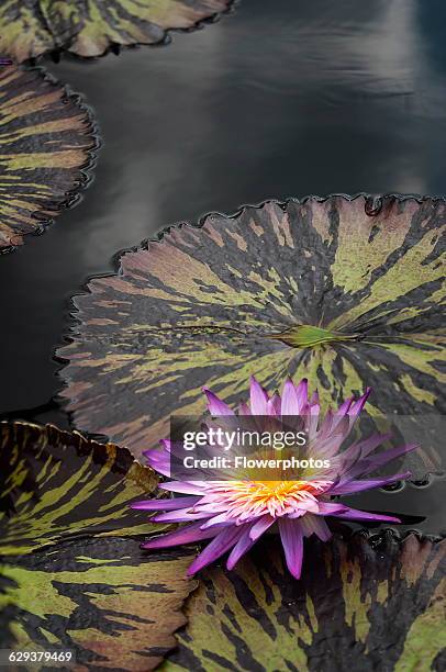 Foxfire Photos and Premium High Res Pictures - Getty Images