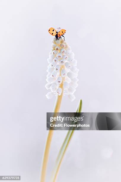 White grape hyacinth, Muscari botryoides 'Album', Ladybird, Coccinnella.