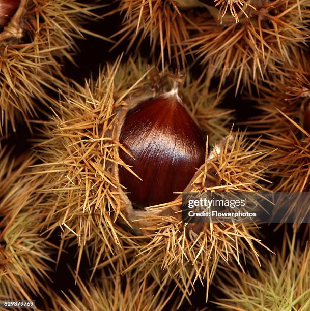 Cheetnut 2,097 Hot Chestnut Stock Photos, High-Res Pictures, and Images - Getty ...