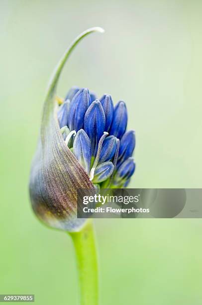 Agapanthus 'delft'.