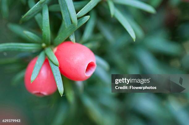 Yew, Irish Yew, Taxus baccata fastigiata, Close view of two red berries with green needles.
