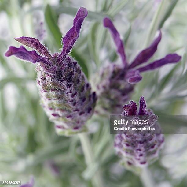 French Lavender growing in the wild, Lavandula Stoechas.
