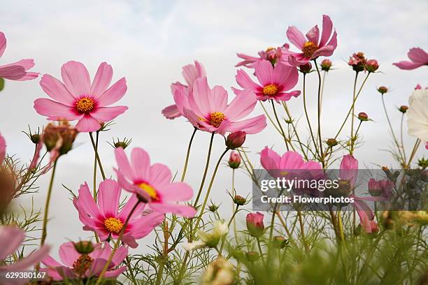 Cosmos, Cosmos bipinnatus.