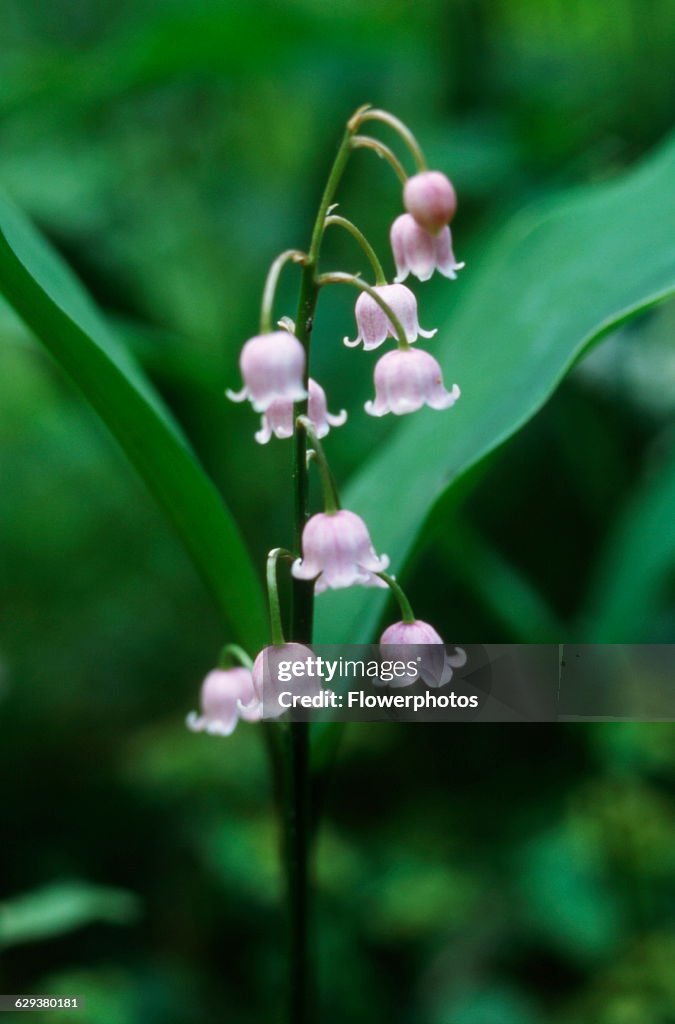 Lily-of-the-valley.