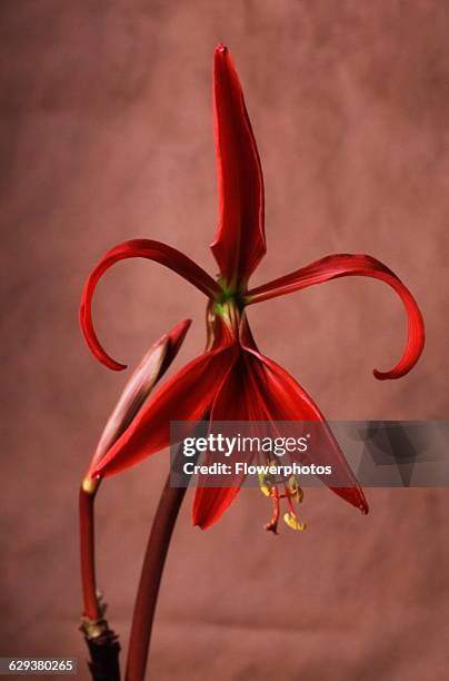 Jacobean lily, Sprekelia formosissima.