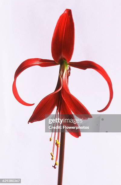 Jacobean lily, Sprekelia formosissima.