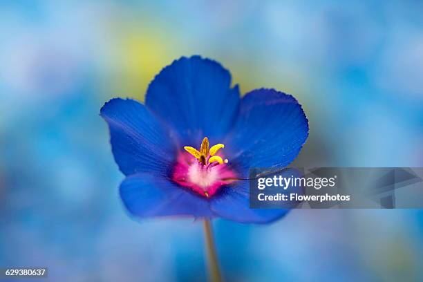 Godetia or Farewell to Spring, Clarkia amoena , manipultaed blue flower against a dappled blue background.