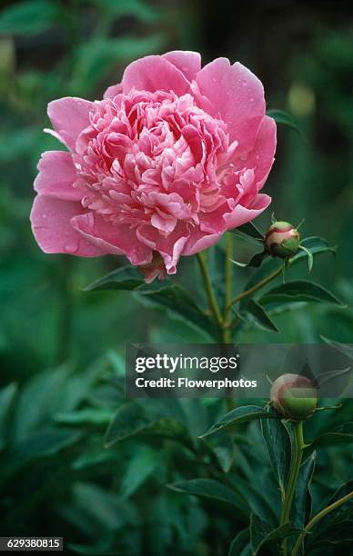 Peony, Paeonia lactiflora, Sarah Bernhardt.