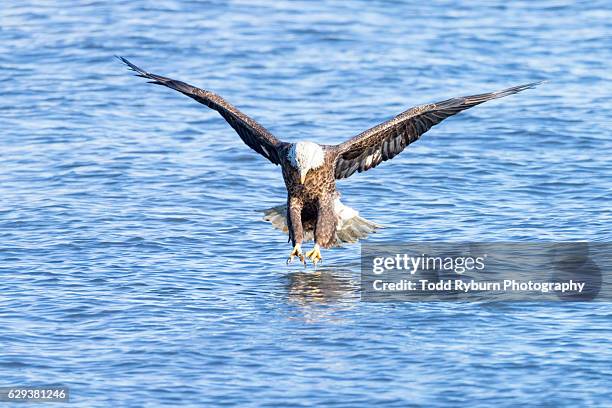ready to pounce - eagle in flight looking toward camera stock pictures, royalty-free photos & images