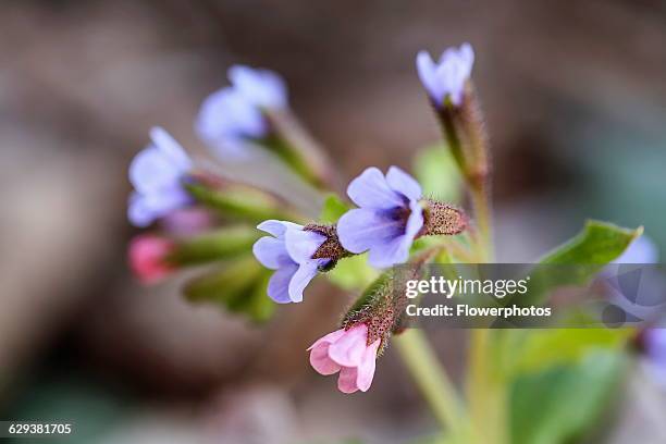 Lungwort, Pulmonaria officinalis. Cluster of small, funnel shaped pale blue and pink flowers.