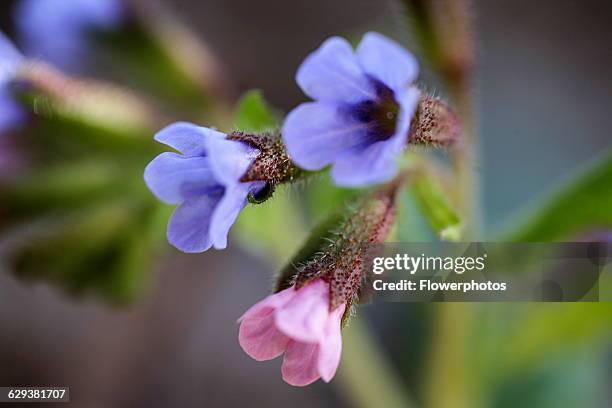 Lungwort, Pulmonaria officinalis. Close view of cluster of small, funnel shaped pale blue and pink flowers.