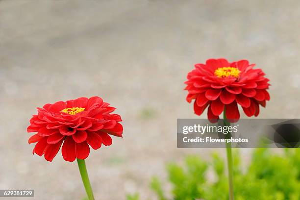 Zinnia, variety not identified.