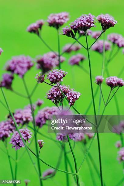 Brazilian verbena, Verbena bonariensis.