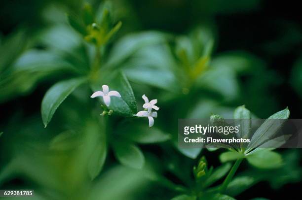 Woodruff / Sweet woodruff, Asperula odorata / Galium odoratum.