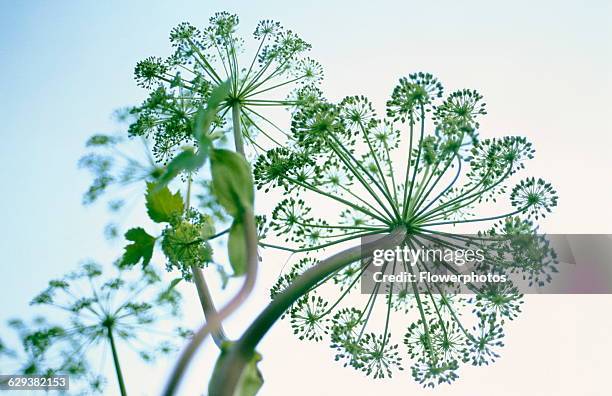 Angelica, Angelica archangelica.