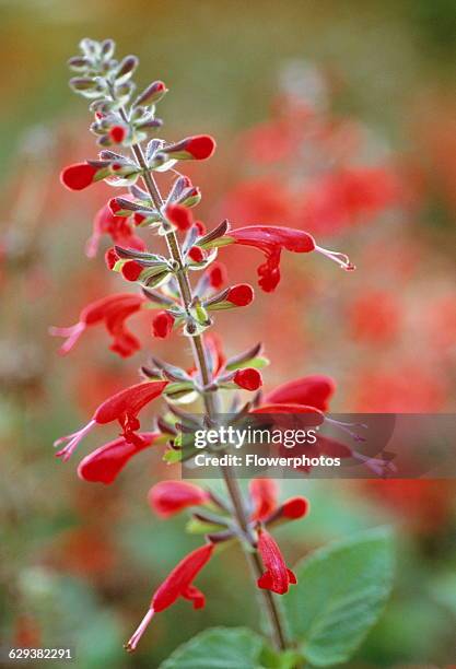 Scarlet sage, Salvia coccinea 'Lady in Red'.