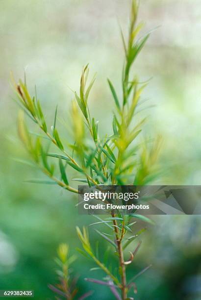 Tea tree, Melaleuca alternifolia.