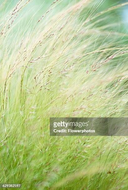 Mexican feather grass, Nasella tenuissima / Stipa tenuissima.