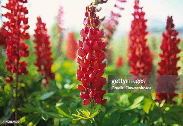 Lupin, Lupinus, Morello Cherry.