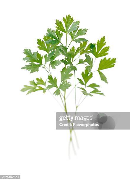 Flat leaf parsley, Petroselinum neapolitanum.