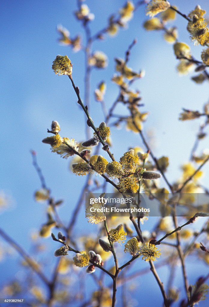 Pussy willow.