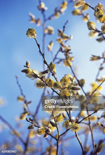 Pussy willow, Salix caprea.