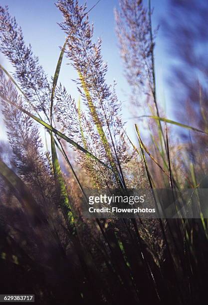 Korean feather reed grass, Calamagrostis brachytrica / Stipa brachytrica.