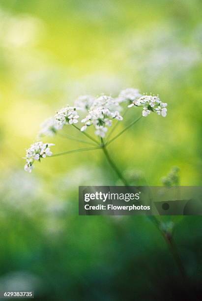 Cow parsley, Anthriscus sylvestris.